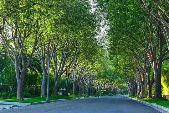 A road surrounded by trees on both sides.