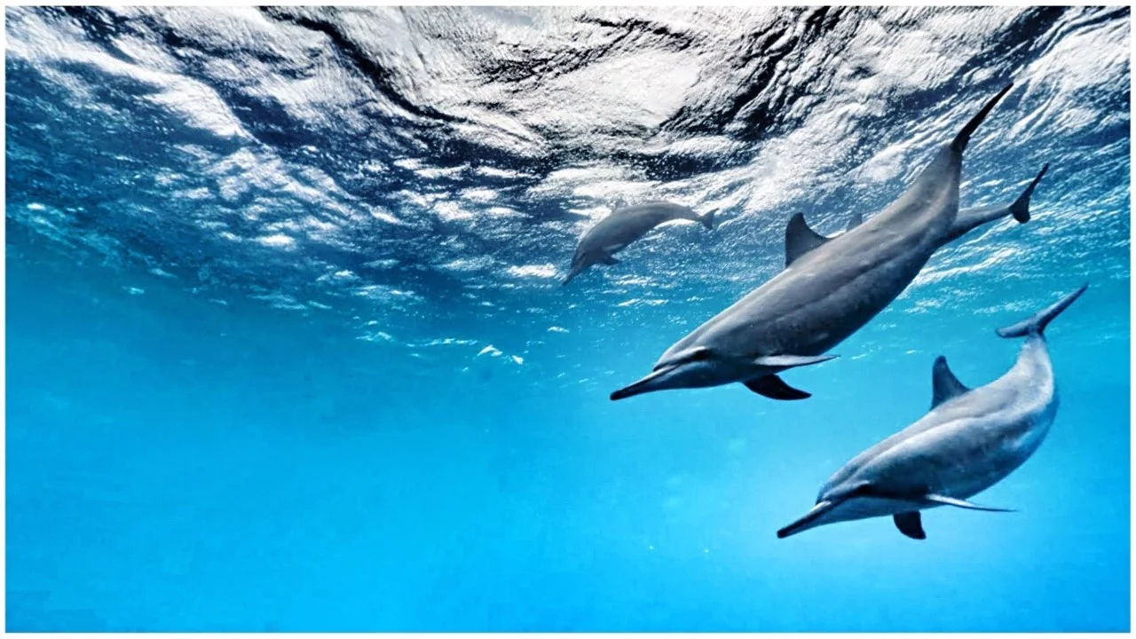 dolphin.jpg