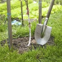A metal shovel with a wooden handle is planted in dark soil beside a young tree sapling supported by stakes and ties, surrounded by green grass and garden foliage.