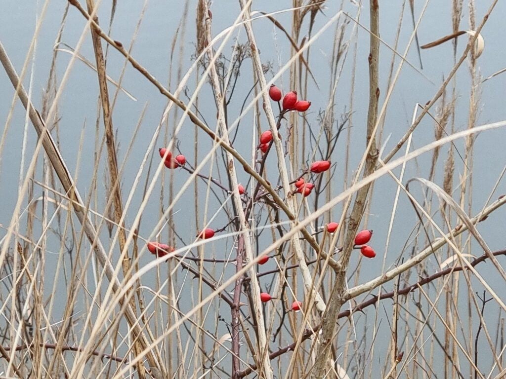 Nahaufnahme Strauch mit roten Früchten Testfoto Samsung Galaxy S21 Ultra 5G