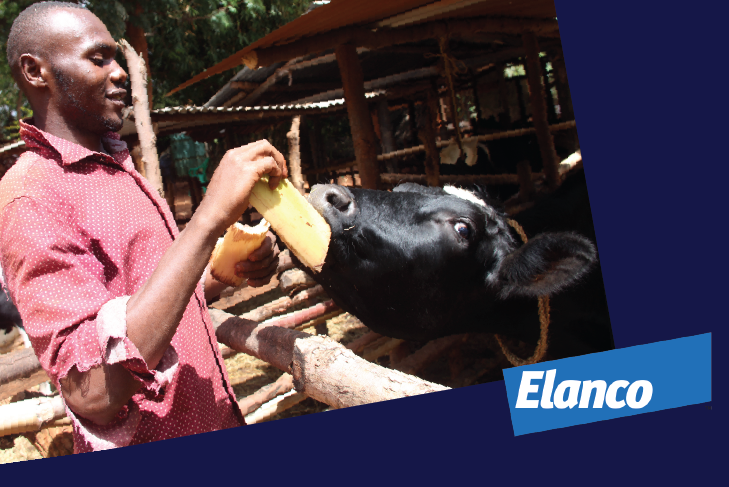 a person feeding a cow by hand