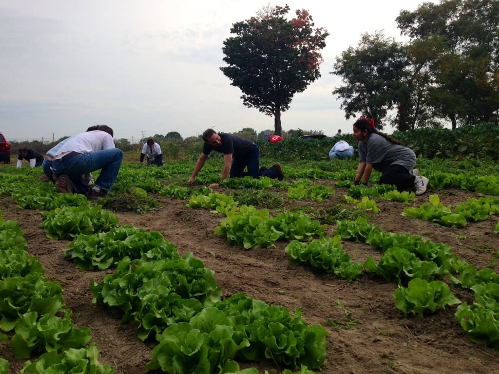 groep mensen die in een veld werken