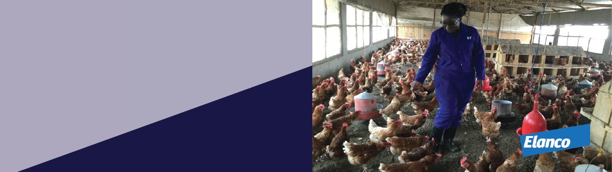 a person standing with chickens