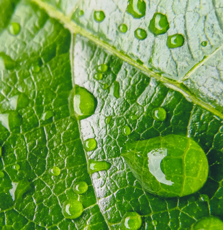 BIODIVERSITY + CONSERVATION Domain