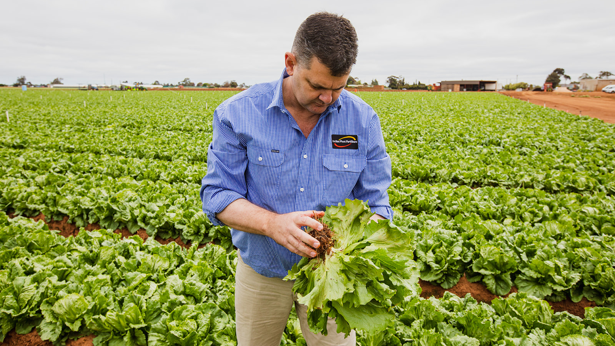 Picture of an Incitec Pivot worker in the field holding a lettuce