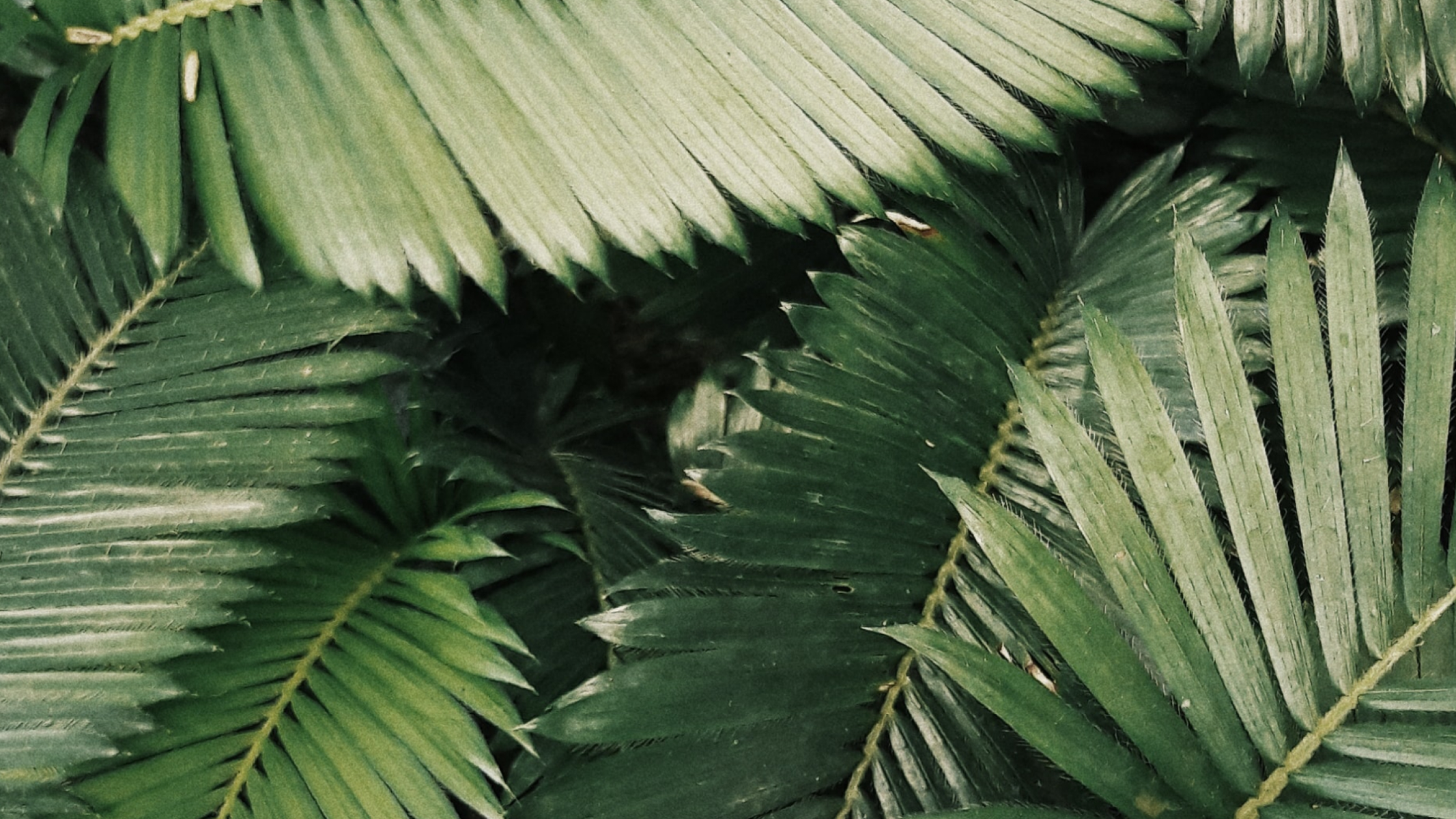 Palm leaves
