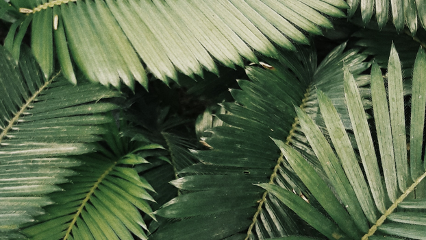 Palm leaves