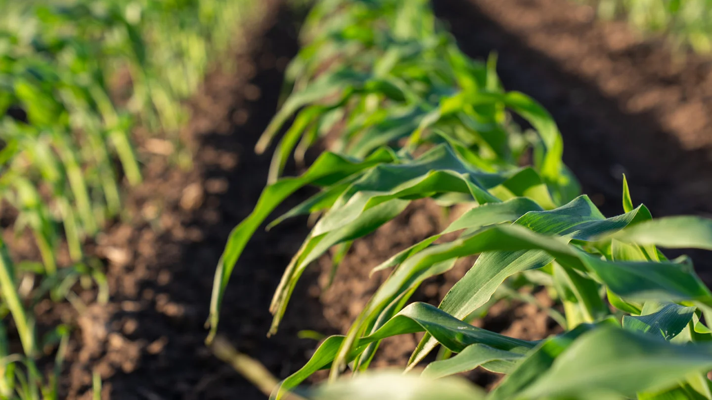 Picture of plants growing on soil that has been cultivated by Incitec Pivot