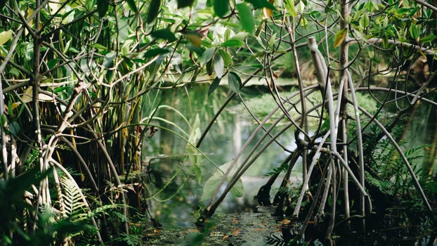Picture of mangroves growing in water