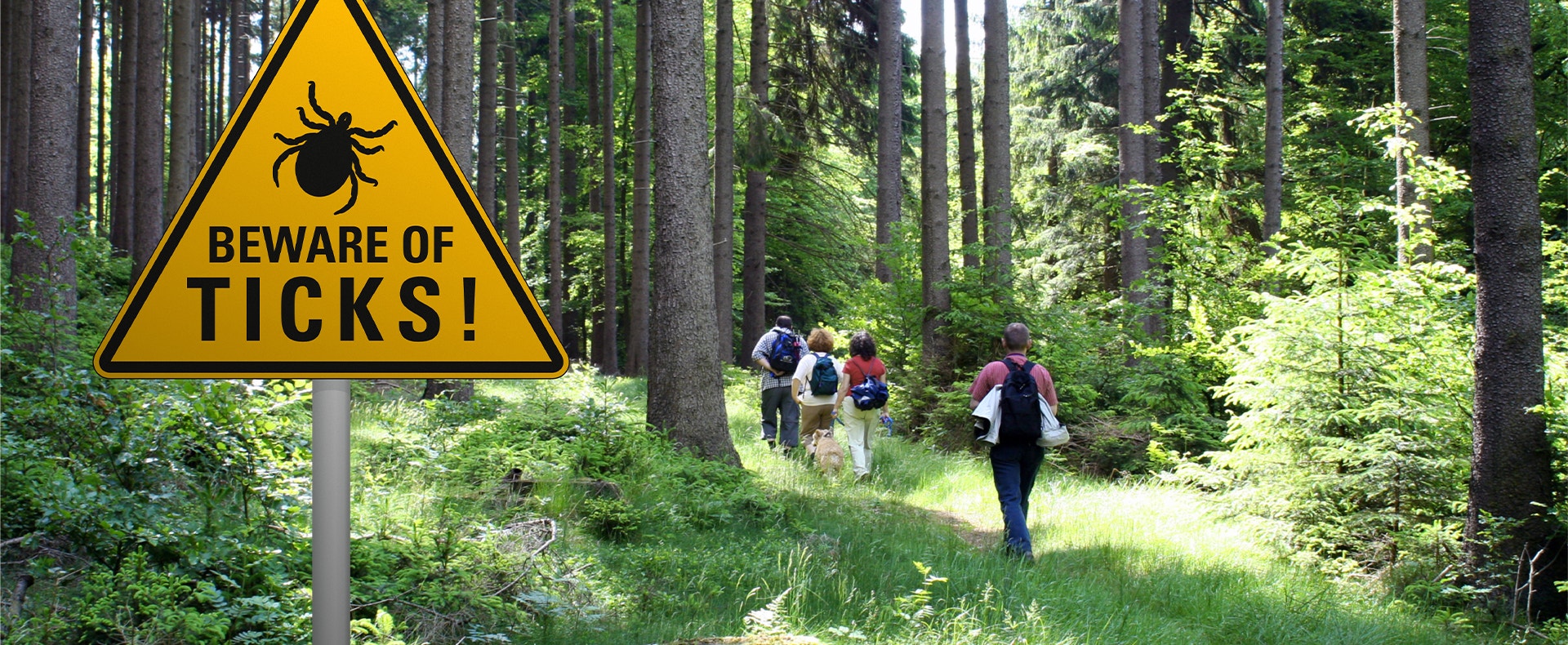 Ticks sign