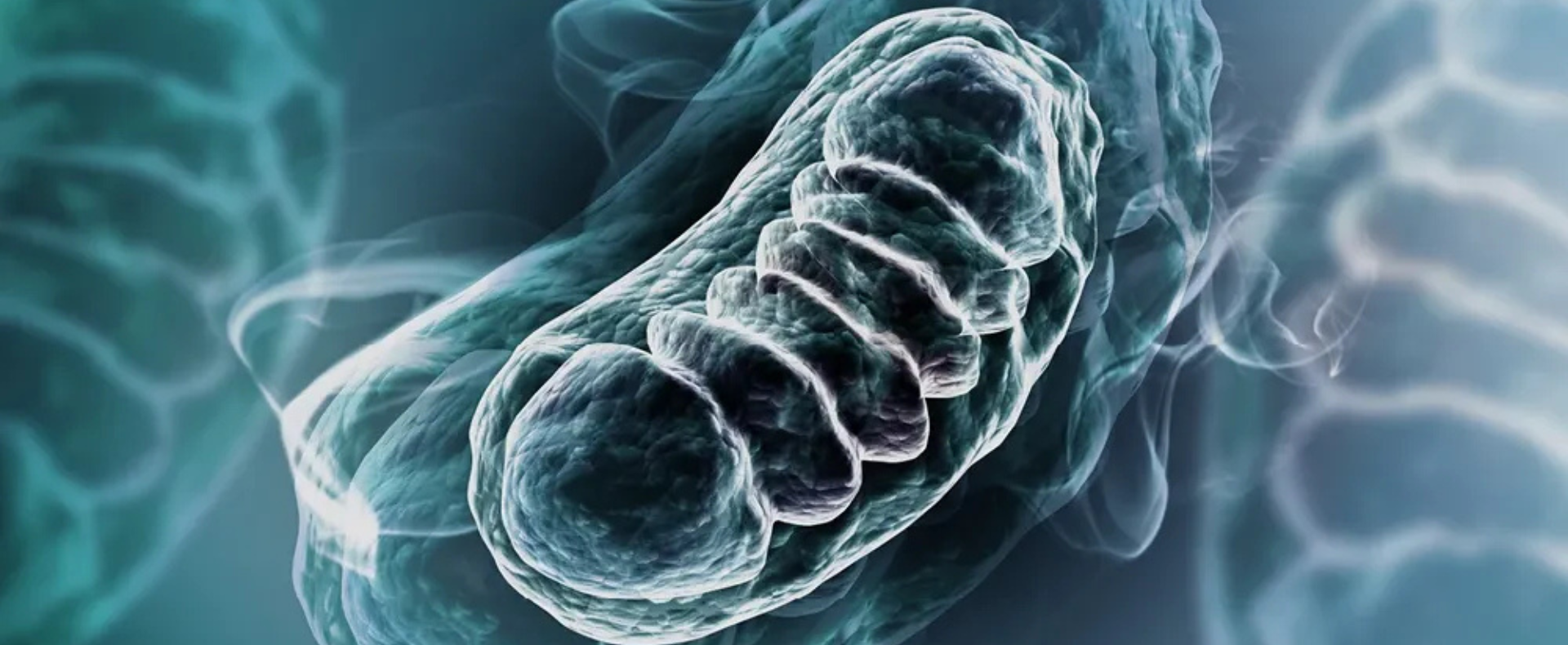 large masthead mitochondria (1920 x 790 px).png