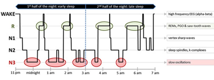 Sleep cycle graphic