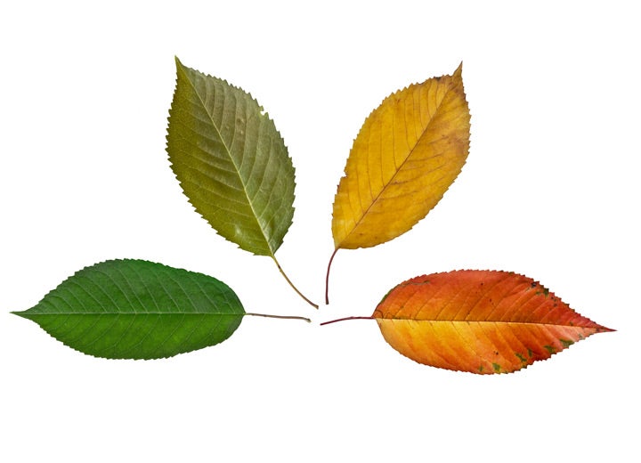 Orange, yellow and green leaves