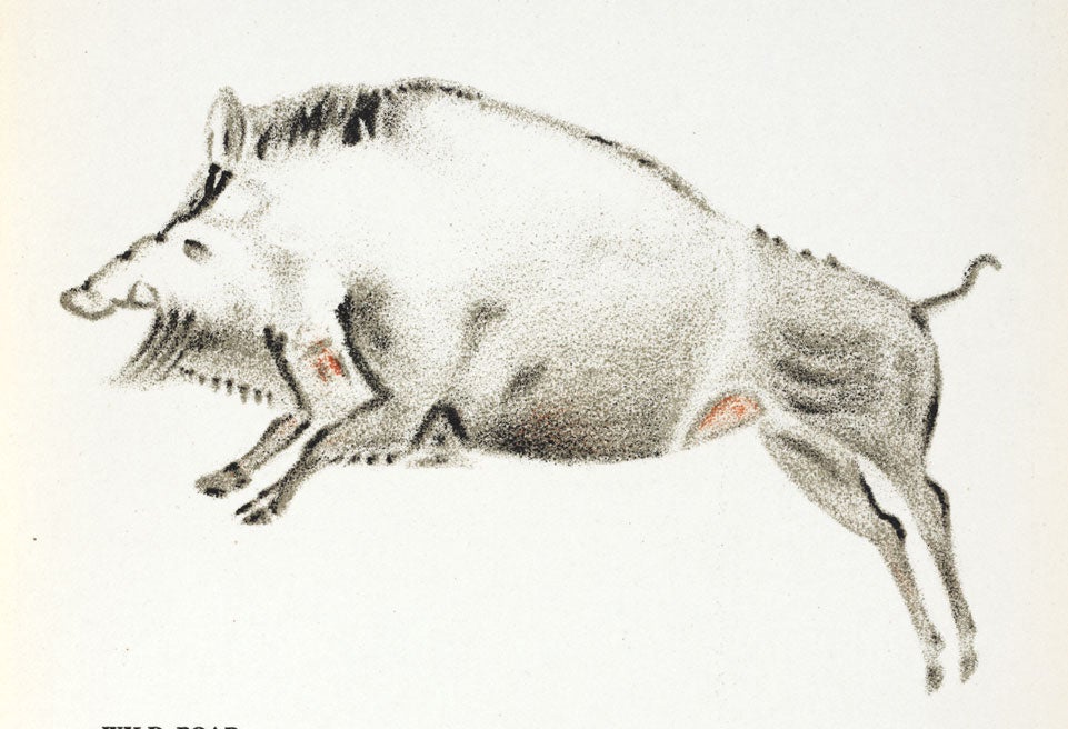 Wild boar. Image source: Avebury, Lord. Prehistoric Times. New York: Henry Holt, 1913, p. 300.