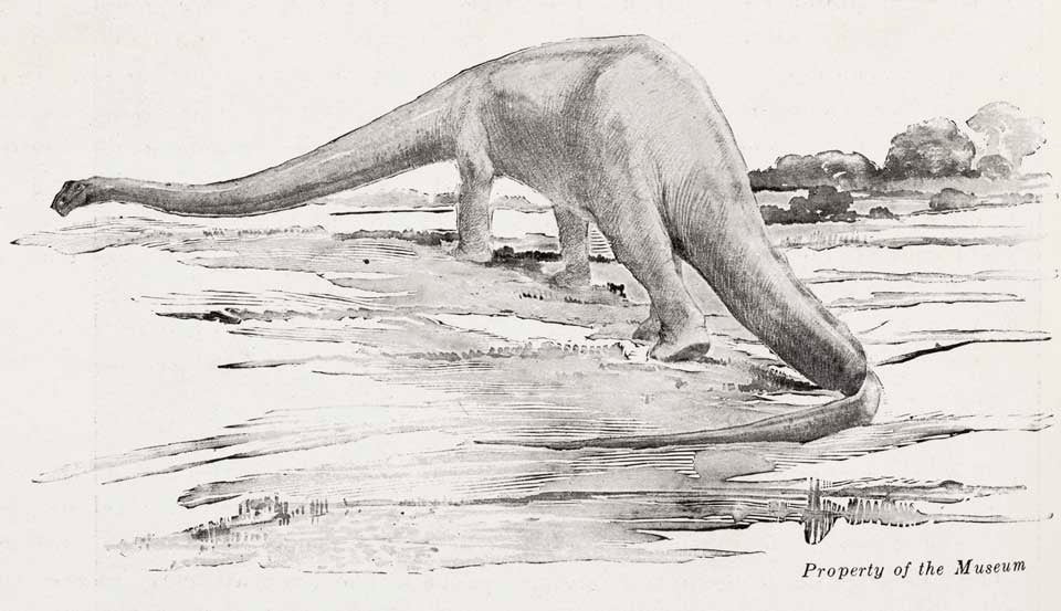 Sketch of a Diplodocus restoration. This work was on display in the original exhibition as item 32. Image source: Dickerson, Mary Cynthia. "Charles R. Knight--Painter and sculptor of animals," in: American Museum Journal, vol. 14 (1914), p. 98. 