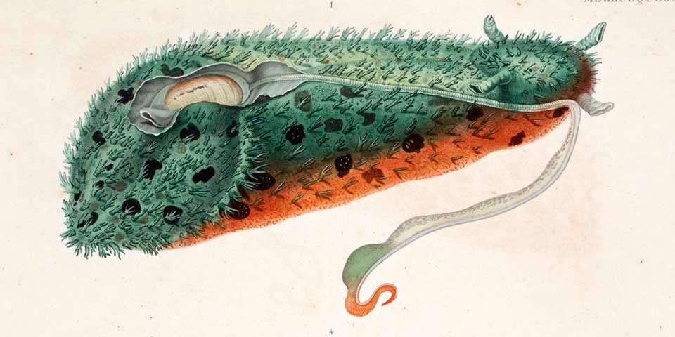 Sea hare. Image source: Dumont d’Urville, Jules-Sébastien-César. Voyage de la corvette l’Astrolabe… pendant les années 1826-1827-1828-1829. Paris: J. Tastu, Editeur-Imprimeur, 1830, pl. 23.
