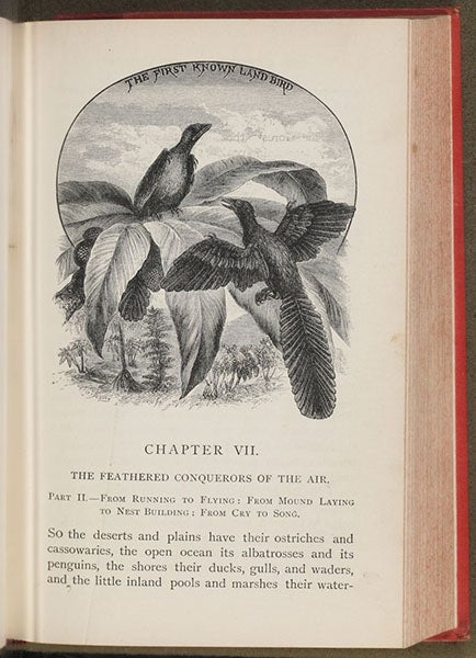 The first page of chapter 7, with headpiece titled: “The First-Known Land Bird,” wood engraving by Theo Carreras, Winners in Life's Race, or the Great Backboned Family, by Arabella Buckley, 1882 (Linda Hall Library)