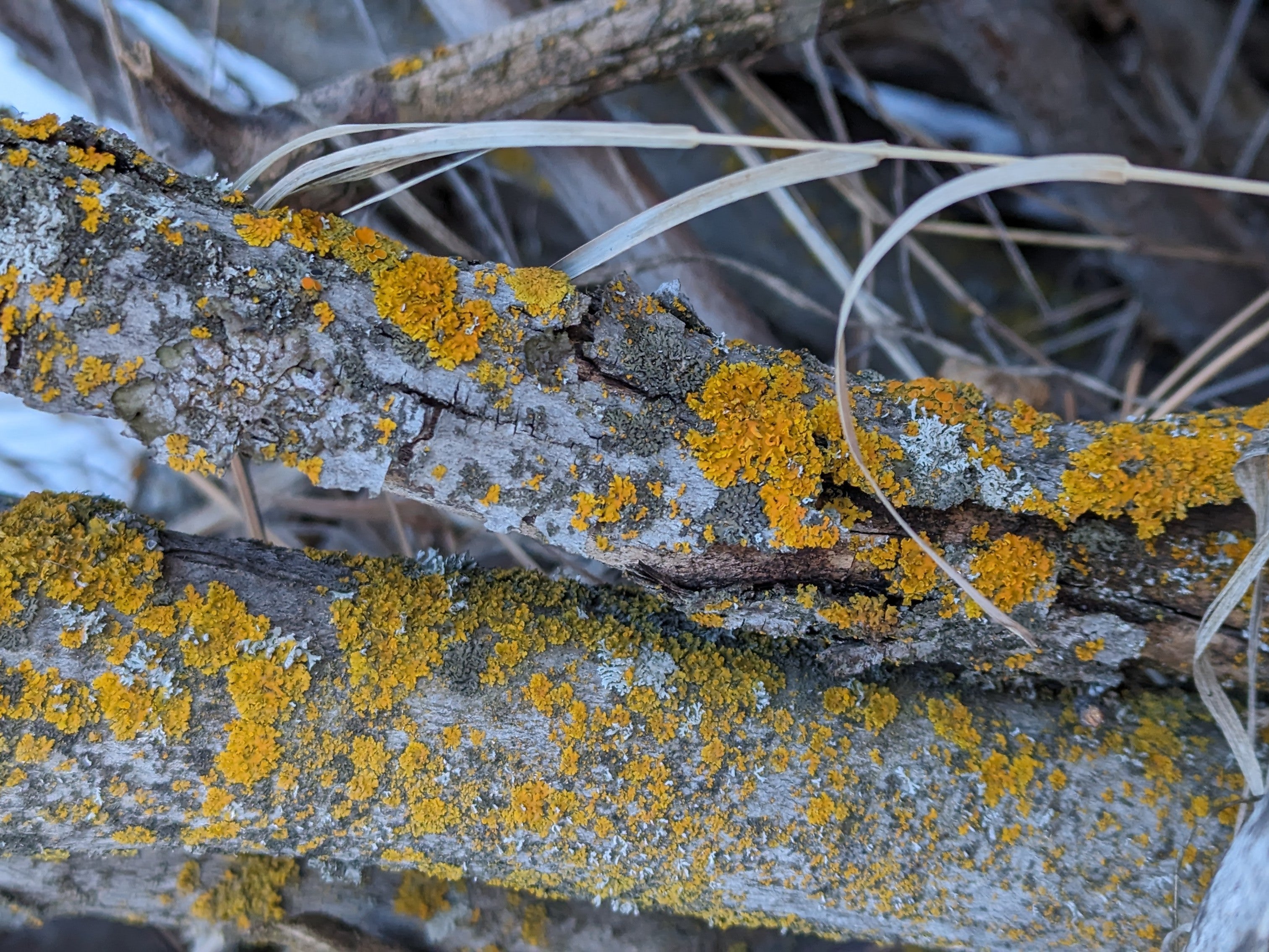 Xanthoria fallax, hooded sunburst lichen, as photographed by Alpers on a lichen-hunting trip and with color samples illustrated through watercolors, inks, and natural pigments. Photograph of lichen courtesy of Rhiannon Alpers.