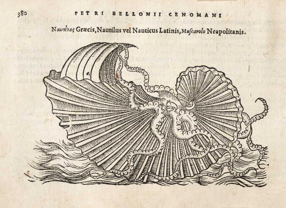 Paper nautilus. Image source: Belon, Pierre. De aquatilibus, libri duo cum ad viuam ipsorum effigiem… expressis. Paris: Apud Carolum Stephanum, Typographum Regium, 1553, p. 380.