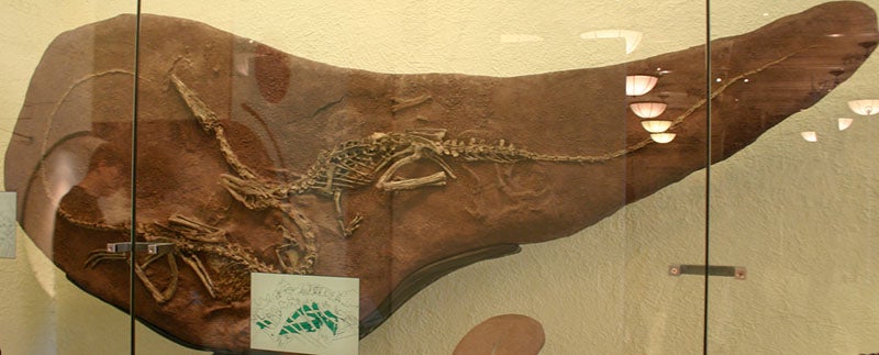 Two Coelophysis skeletons from Ghost Ranch, New Mexico, still embedded in their matrix, American Museum of Natural History (Wikimedia commons)