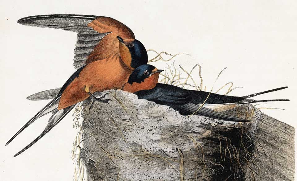 Barn Swallows. Image source: Audubon, John James. The Birds of America. Vol. 1, New York: J.J. Audubon, 1840, pl. 48.