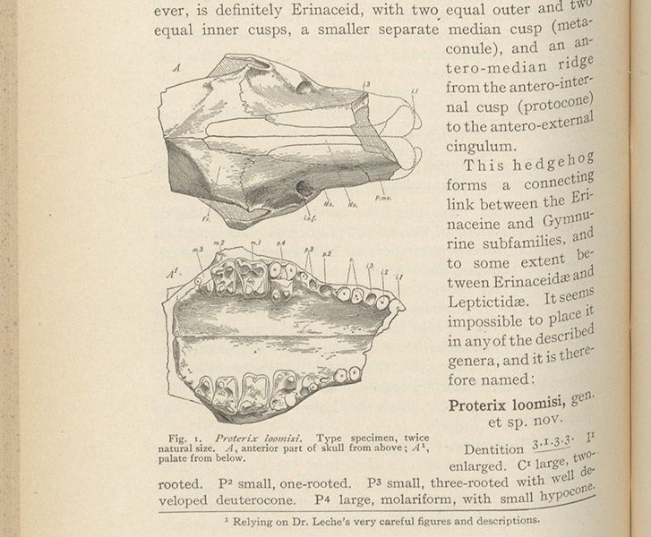 Skull of the first hedgehog ancestor found in the Americas, Proterix loomisi, described and illustrated by William D. Matthew, Bulletin of the American Museum of Natural History, vol. 19, p. 228, 1903 (Linda Hall Library)
