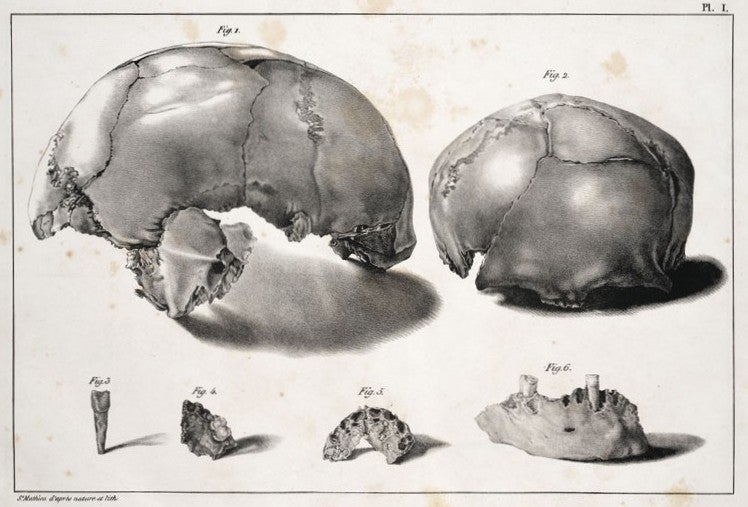 Upper Paleolithic human skull. Image source: Schmerling, Philippe Charles. Recherches sur les ossemens fossiles. Atlas 1. Liége: Chez P.-J. Collardin, 1833, pl. 1.
