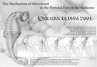 Winner of the Association of Medical Illustrators' Award for Excellence in Medical Tone.  Pencil, airbrush, and Adobe Photoshop. Created in conjunction with the National Aquarium in Baltimore. 