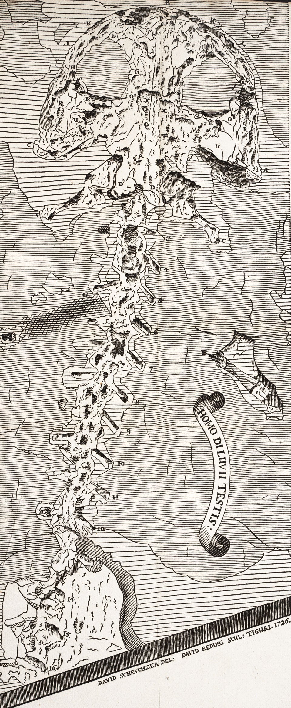 “The Human Witness of the Flood”. Image source: Scheuchzer, Johann Jakob. Homo diluvii testis. Tiguri: Typis Joh. Henrici Byrgklini, 1726, pl. 1.