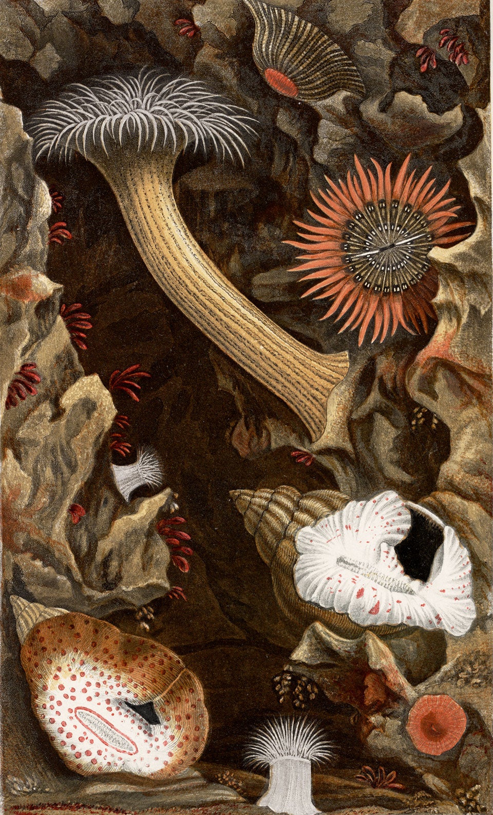 Snake-locked anemone and seven others. Image source: Gosse, Philip Henry. Actinologia Britannica: A History of the British Sea-Anemones and Corals. London: Van Voorst, 1860, pl. 3.