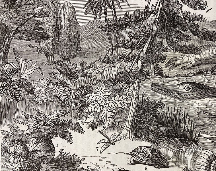 Cycads (2), Mare’s tail (6), dragonfly (7), detail of woodcut, The Penny Magazine, vol. 2, no. 100, p. 408, Oct. 26, 1833 (The Linda Hall)