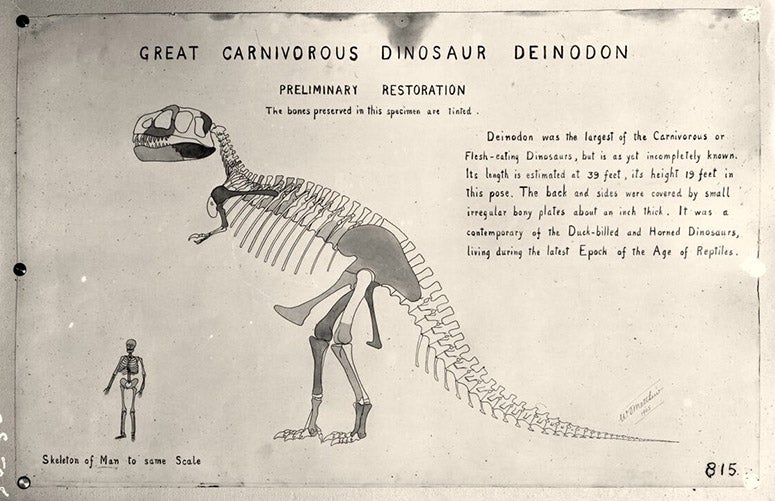 Original drawing of “Deinodon” (Tyrannosaurus rex), by William D. Matthew, 1905, American Museum of Natural History, New York City, AMNH neg. no. 17532 (digitalcollections.amnh.org)