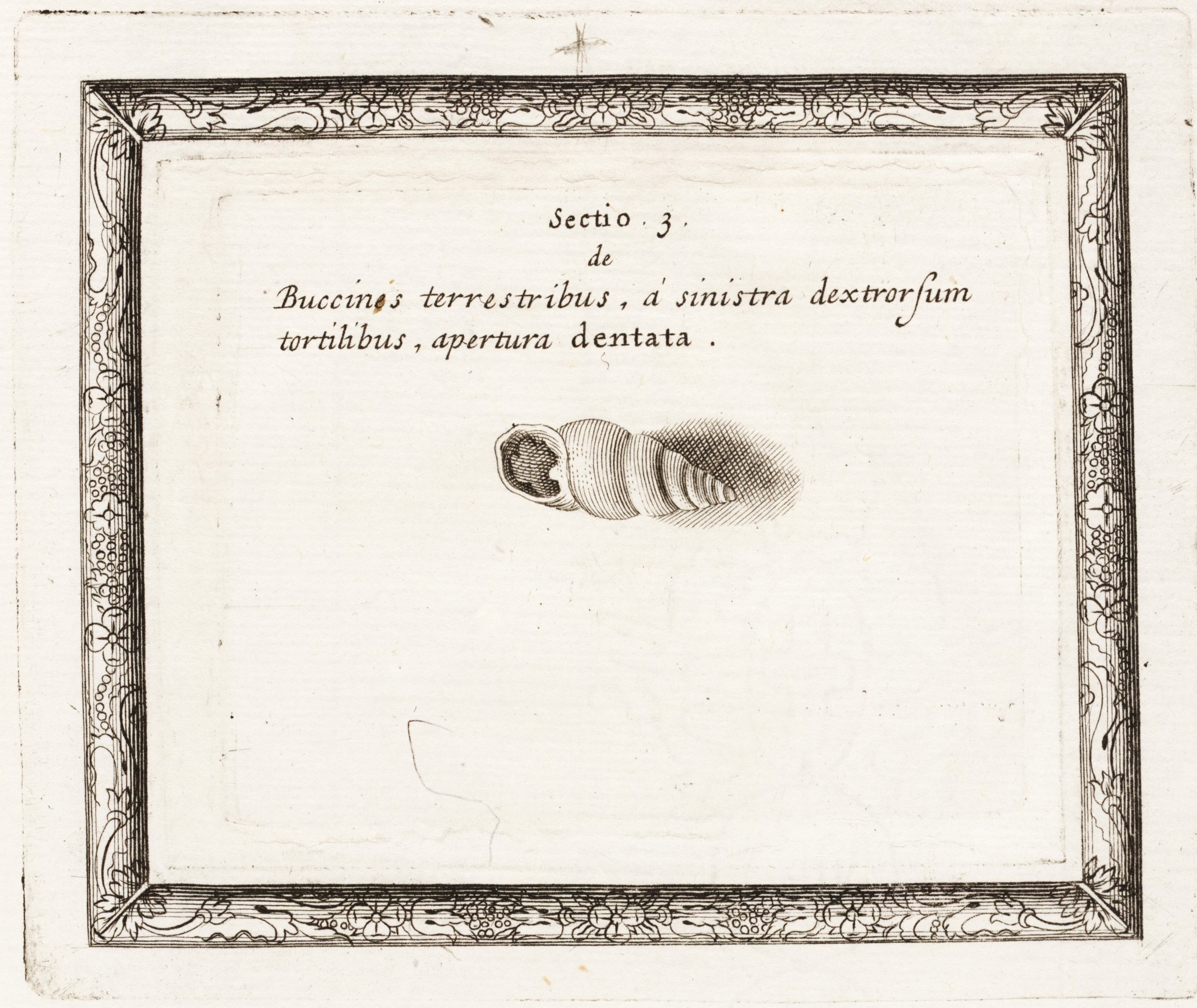 Image source: Lister, Martin, et al. Historiae conchyliorum. Vol. 1, London: aere incisi, sumptibus authoris, 1685, p. 16.