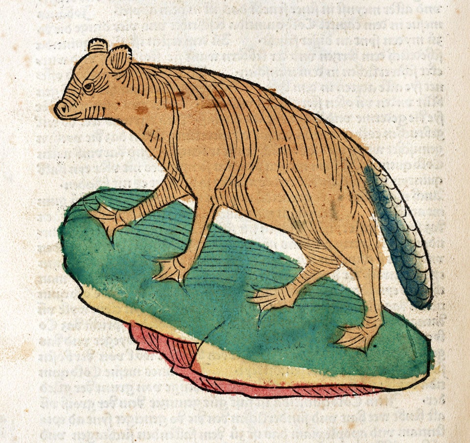 Beaver. Image source: Gart der Gesundheit. Mainz: Peter Schoeffer, 1485. 