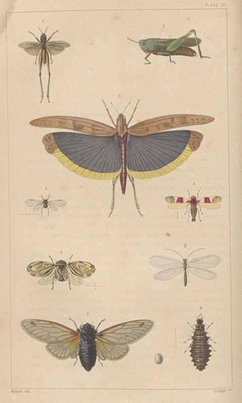 Grasshoppers and locusts, hand-colored engraving in A Treatise on Some of the Insects Injurious to Vegetation, by Thaddeus William Harris, plate 3, 1862 (Linda Hall Library)