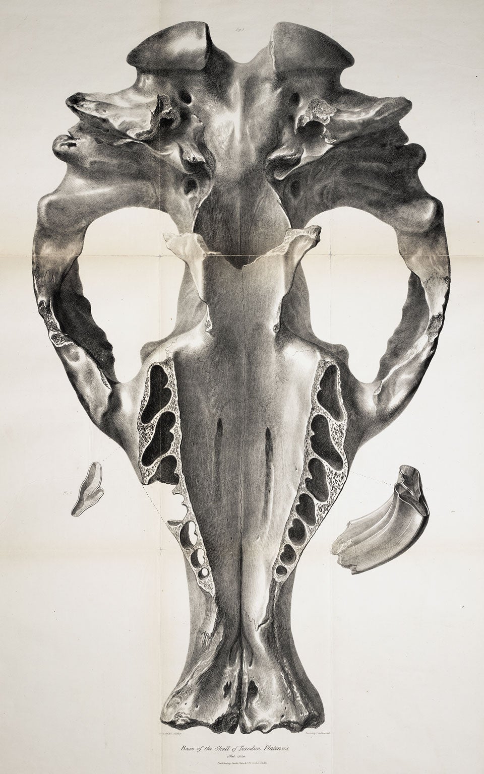 Toxodon skull, by George Scharf. Image source: Darwin, Charles. The Zoology of the Voyage of H.M.S. Beagle. Vol. 1: Fossil Mammalia, London: Published by Smith, Elder and Co., 1839, pl. 1.