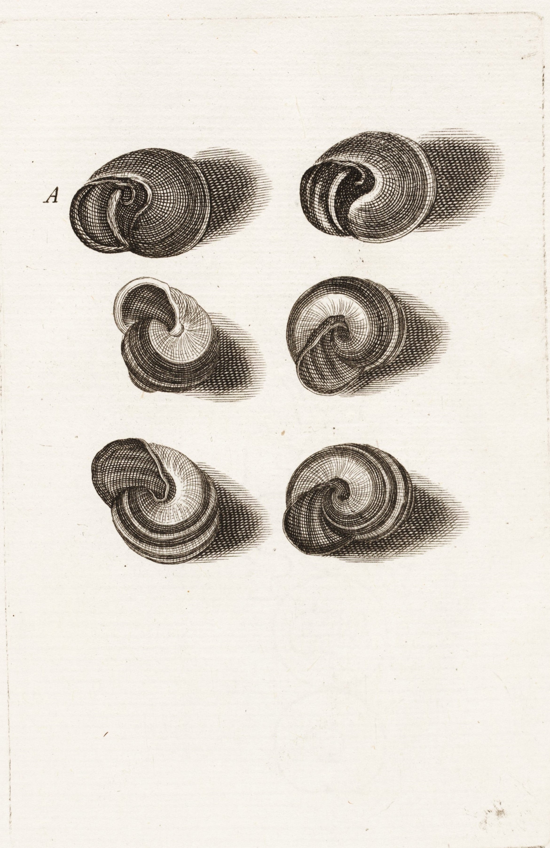 The Lister’s continued to update and perfect Historiae Conchyliorum. These plates of snail shells demonstrate changes from the 1685 to the 1770 “editio altera” with the addition of an image of a living snail. Signed with an “A,” the superb quality of this plate highlights Anna’s talents. Image source:  Lister, Martin, et al. Historiae conchyliorum. Vol. 1, London: aere incisi, sumptibus authoris, 1685.