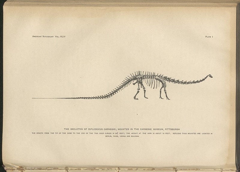 Restoration of the skeleton of Diplodocus carnegiei,  accompanying an article by John Bell Hatcher, Memoirs of the Carnegie Museum, vol. 1, 1901 (Linda Hall Library)