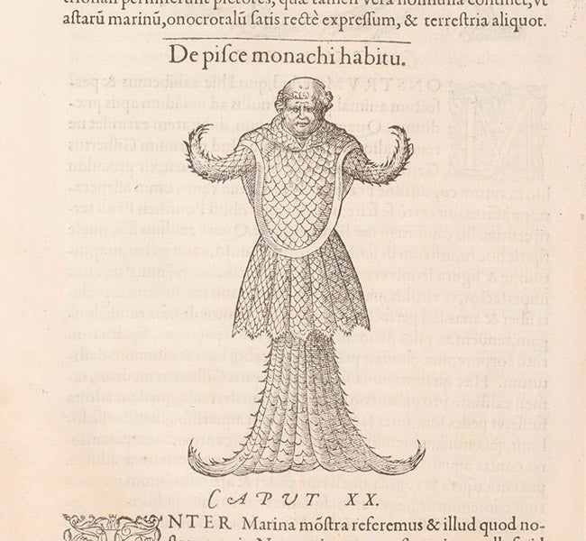Monkfish, woodcut, Libri de piscibus marinis, by Guillaume Rondelet, vol. 1, p. 492, 1554-55 (The Linda Hall)