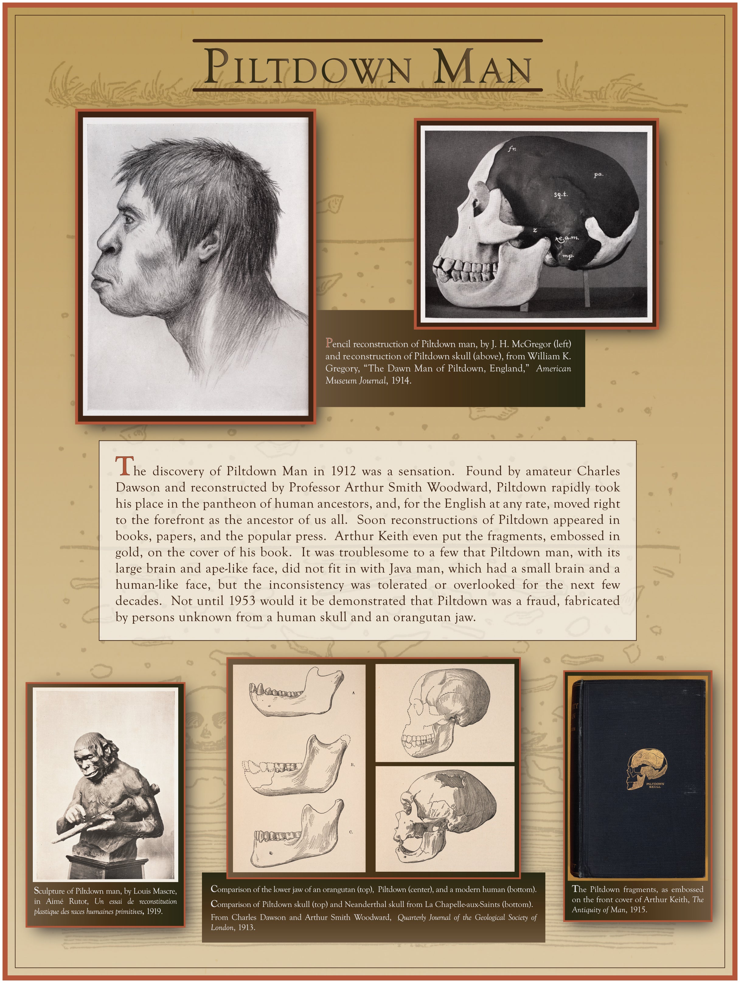 Piltdown Man
New addition to the human lineage, “discovered” in 1912 but found to be a fake in 1953.
