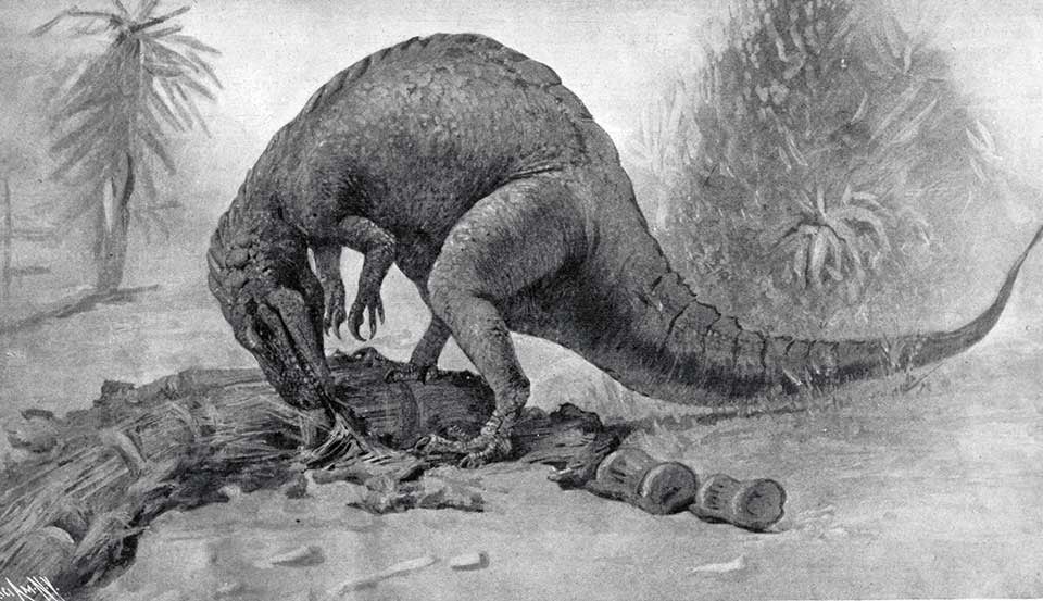 Probable life appearance of the Allosaurus. This work is part of our History of Science Collection, but it was NOT included in the original exhibition. Image source: Beasley, Walter L. “A carnivorous dinosaur: A reconstructed skeleton of a huge saurian,” in: Scientific American, vol. 97, no. 24 (Dec. 14, 1907), cover.