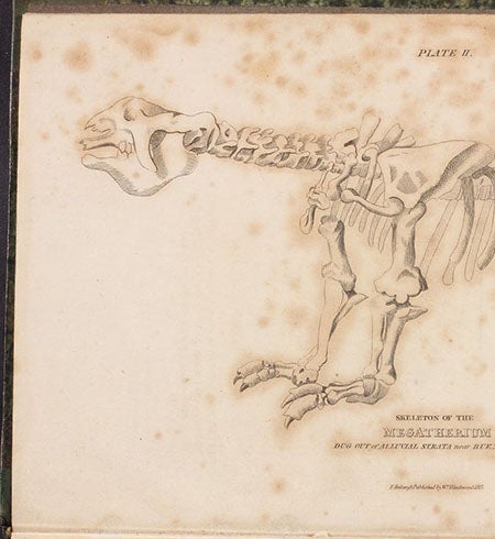 Megatherium, engraved frontispiece by William Lizars, Essay on the Theory of the Earth, translated from the French of M. Cuvier, by Robert Kerr, 1813 (The Linda Hall)