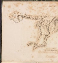 Megatherium, engraved frontispiece by William Lizars, Essay on the Theory of the Earth, translated from the French of M. Cuvier, by Robert Kerr, 1813 (The Linda Hall)
