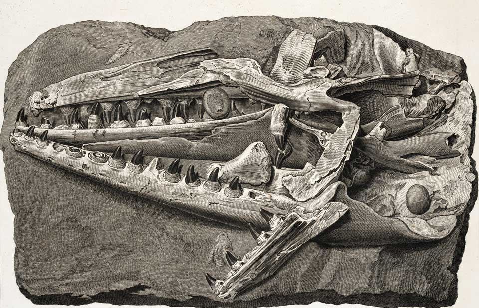 Skull of the “Maastricht animal.” Image source: Faujas-de-St.-Fond, Barthélemy. Histoire naturelle de la Montagne de Saint-Pierre de Maestricht. Chez H.J. Jansen..., 1799, pl. 51.