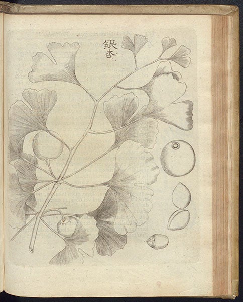 Ginkgo leaves, etching, Amoenitatem exoticarum, by Engelbert Kaempfer, p. 813, 1712 (The Linda Hall)