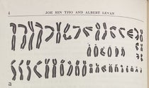 The 46 chromosomes of cell “a”, photographed and then rearranged, detail of plate in “The chromosome number of man,” by J.H. Tjio and A. Levan, Hereditas, vol, 42, p. 4, 1956 (The Linda Hall)