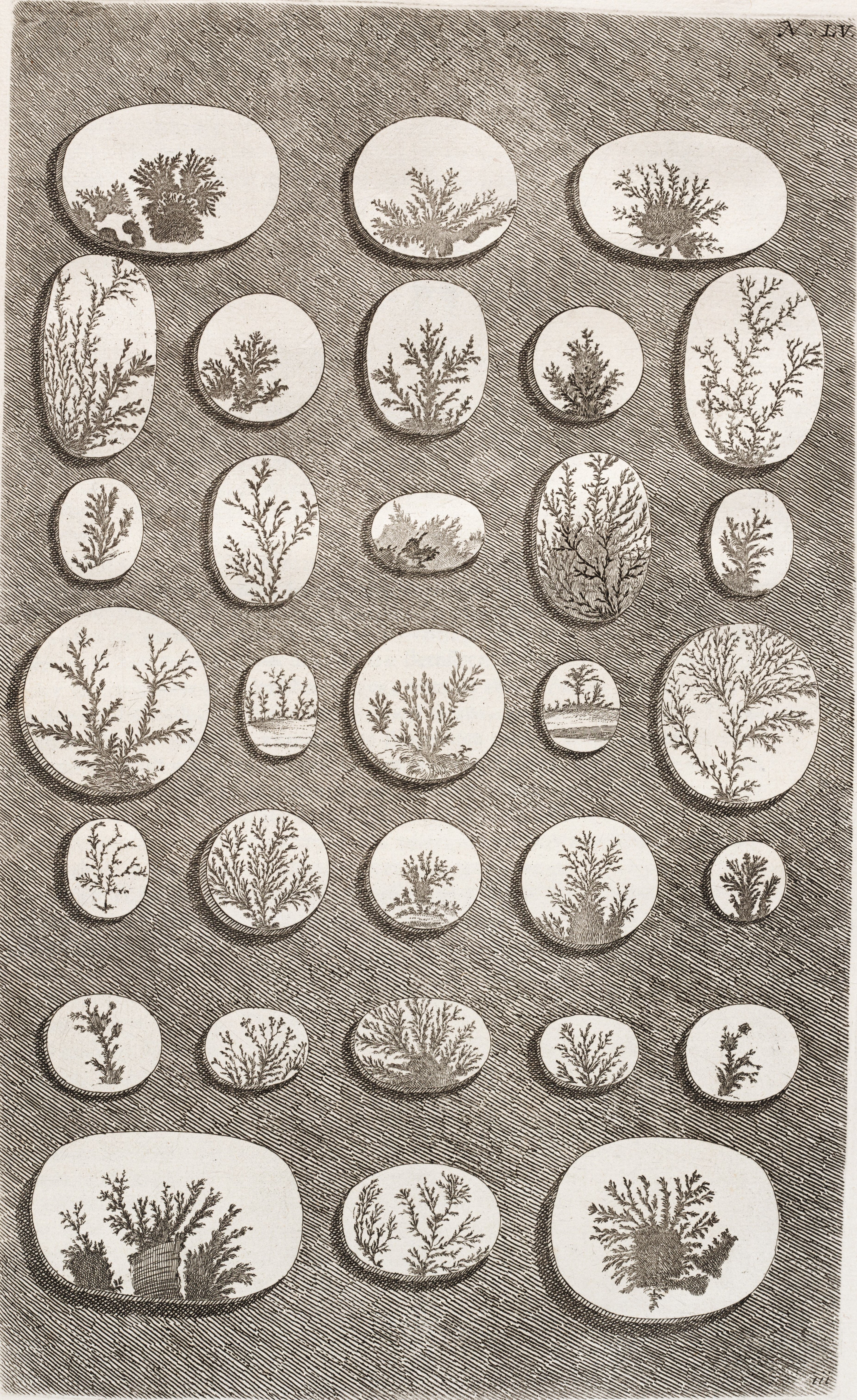 Merian's ghost illustration of rock faces fissures for Rumpf. Image source: Rumpf, Georg Eberhard, and Sipman. D’Amboinsche rariteitkamer. Amsterdam: Jan Roman de Jonge, 1741.