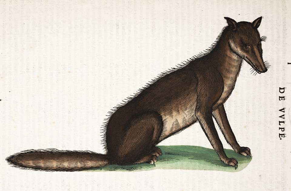 Fox. Image source: Gessner, Conrad. Historiæ animalium lib. I. Zurich: apud Christ. Froschoverum, 1551, p. 1081.