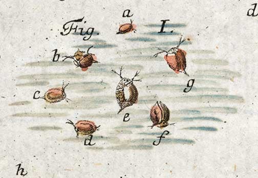 Daphnia. Image source: Schäffer, Jacob Christian. Die grünen armpolypen: die geschwänzten und ungeschwänzten zackigen wasserflöhe, und eine besondere art kleiner wasseraale. Regensburg: Gedruckt bey Emanuel Adam Weiss, 1755, pl. 1.