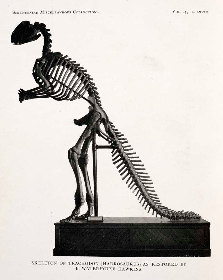Skeletal restoration of Leidy's Hadrosaurus. This work was on display in the original exhibition as item 10. Image source: Lucas, Frederick A. "The dinosaur Trachodon annectens," in: Smithsonian Miscellaneous Collections, vol 45 (1904), pp. 317-320, pl. 73.